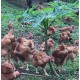 The Chicken Farm